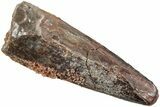 Fossil Spinosaurus Tooth - Real Dinosaur Tooth #234321-1